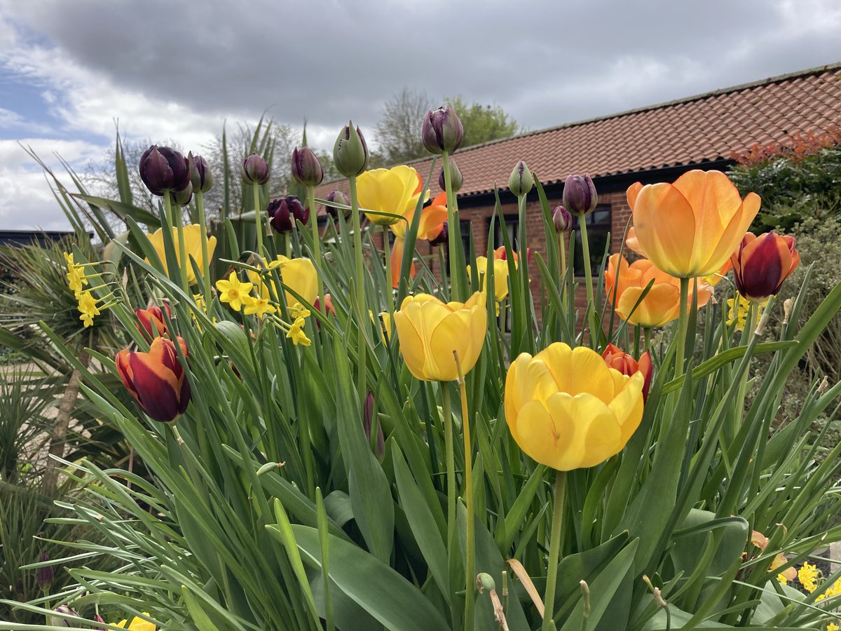 #MondayMotivation #MondayMood #Mondayvibes 🥀 Colourful tulips for a rainy Monday 👍 Have a good day, everyone 🥀