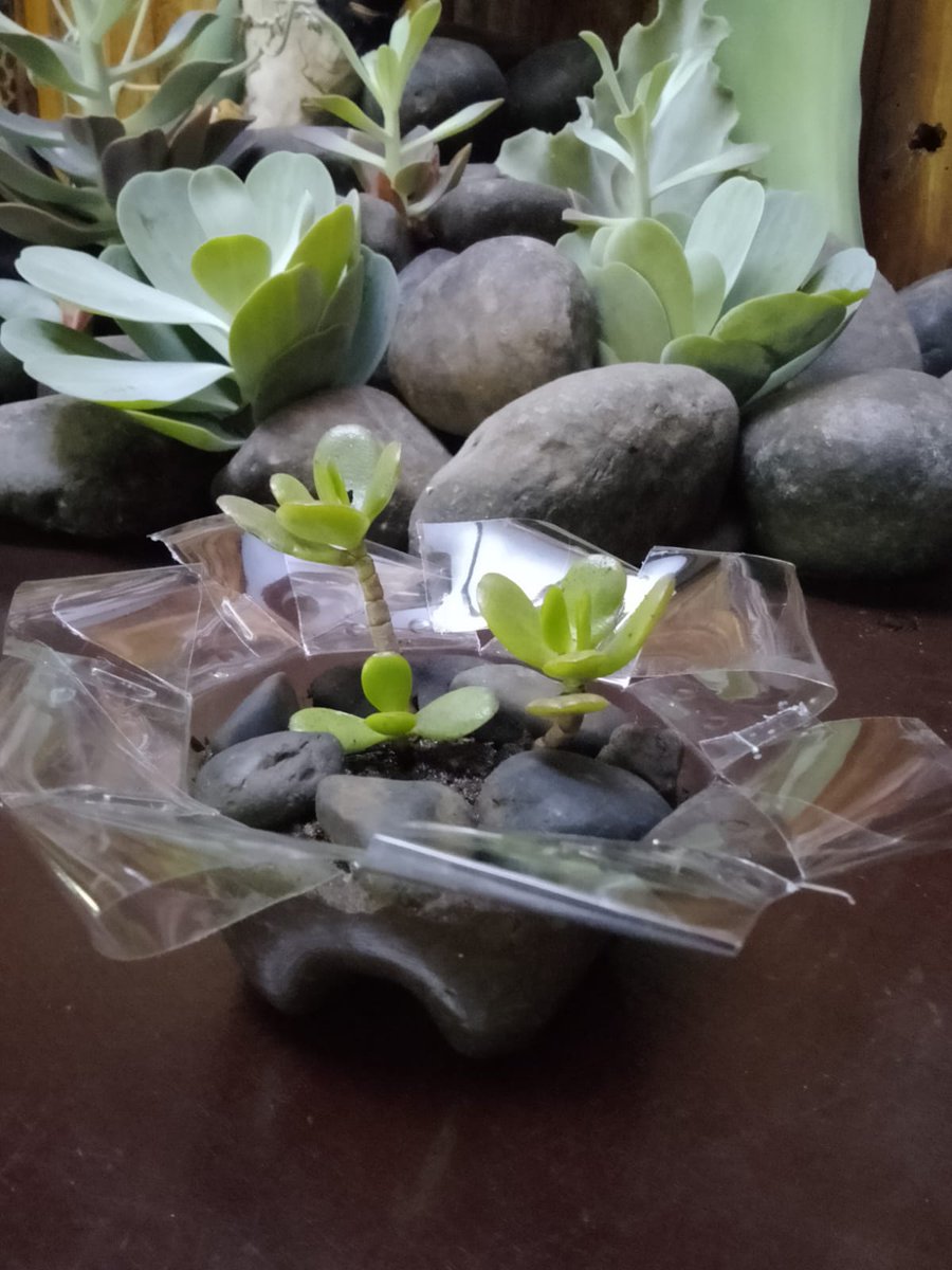nmriverlodge's tweet photo. Happy Earth Day!
From turning plastic bottles into charming plant vases to repurposing used soy sauce bottles into stylish salad dressing containers, our commitment to recycling and upcycling knows no bounds.
#NaroMoruRiverLodge #EarthDay #EarthDayChallenge #PlanetsVsPlastics https://t.co/Ew8VcplbZs