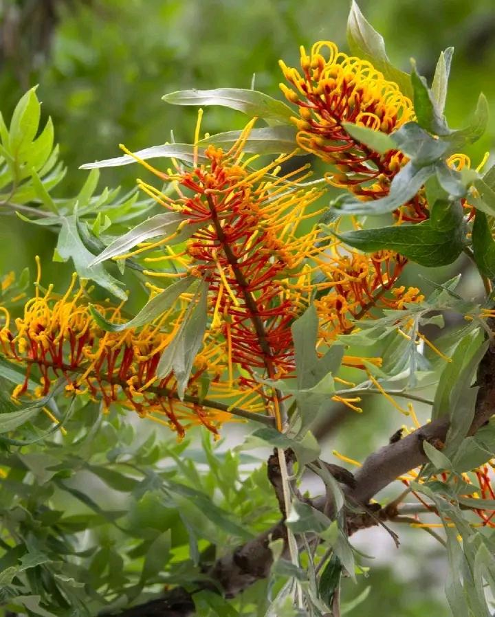 Southern silky oak, silver oak…
Scientific name: Grevillea robusta
Family: Proteaceae
Luo name: Ogolgolia / bole ?