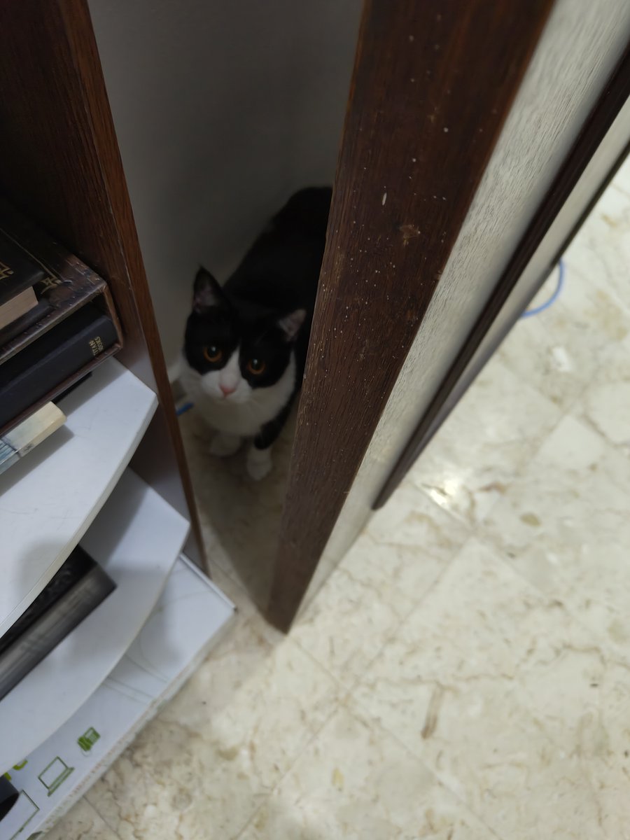 Infosec_4_all's tweet photo. This cat just heard you're not following us yet… Disbelief! 😱 #CatsOfTwitter #FollowMeow https://t.co/fRTA8ZY8f5