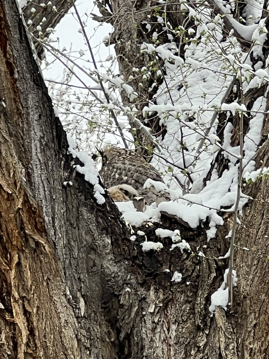Can you see the #Owl? And her fuzzy owlets? How can I not feel delight that such creatures as this exist in my same world? Often camouflaged, too.