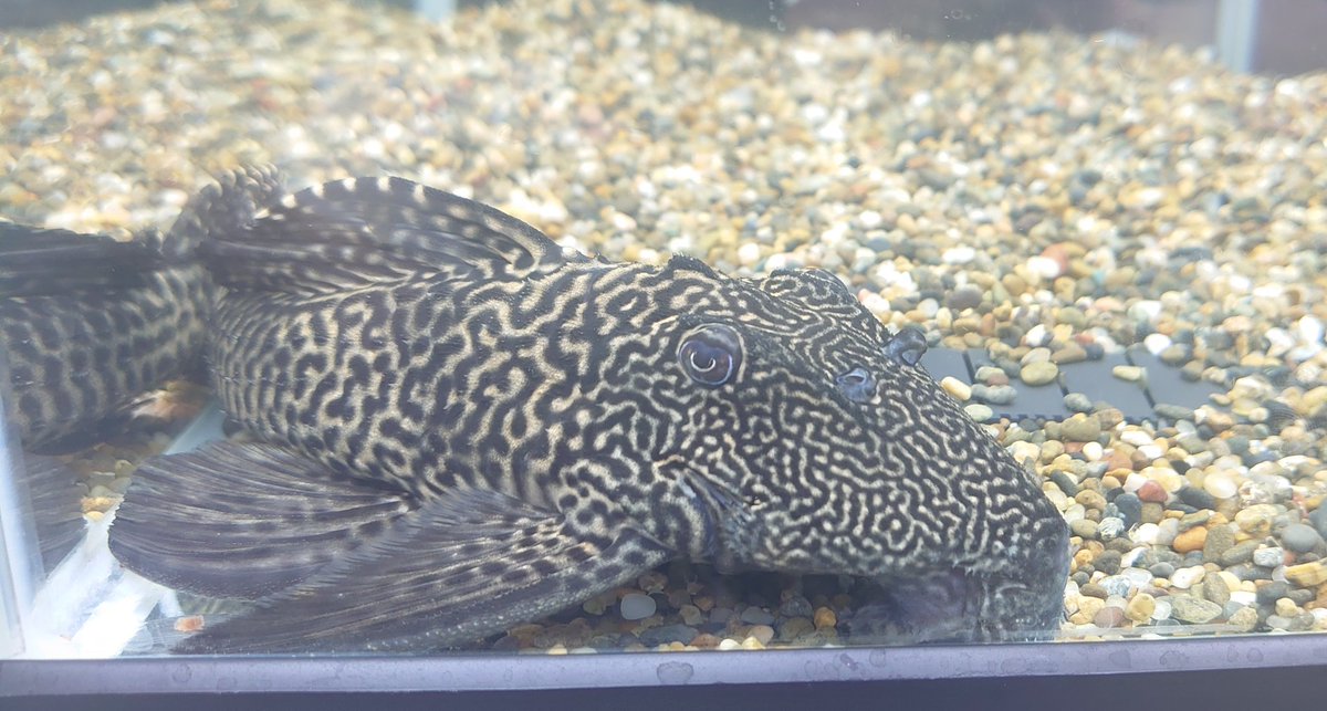 【商談中】プレコ　4匹まとめて プレコ