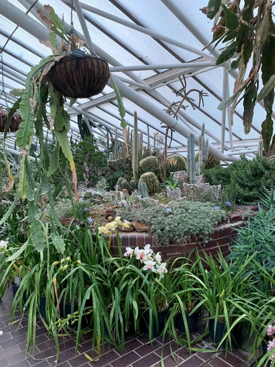 Suk66508394's tweet photo. Barbican Conservatory🌳
The lighting is soft and the results of the selfie shots are pretty good~ https://t.co/WRsgfScGJI