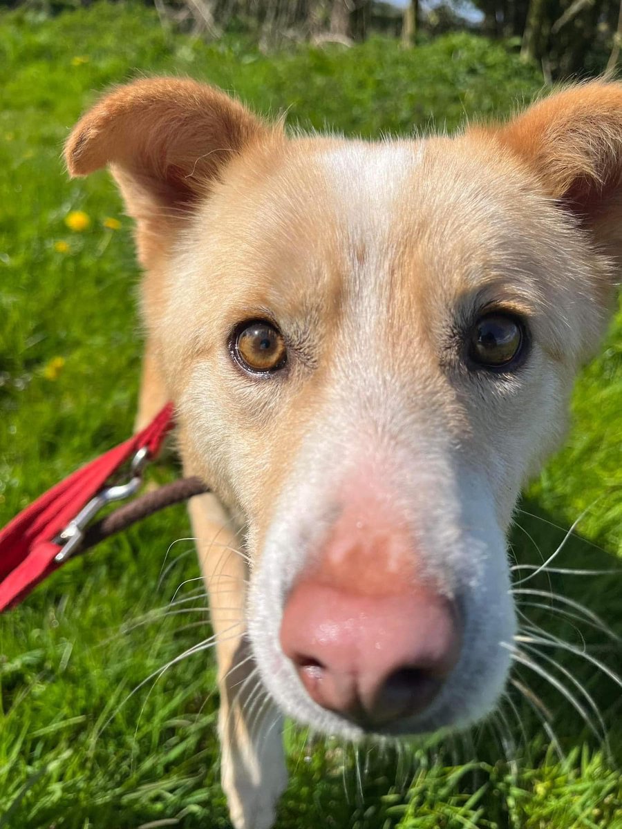 Hi, my name is Bubbles and I’m at the kennels in #Nantwich looking for my fur-ever family. I’m a bit shy but very sweet and gentle, do you think you could be my new best friend? 🙏
pawprints2freedom.co.uk/adopt
#adoptable #adoptme #adoptdontshop