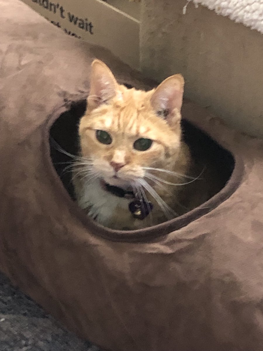 Weevos's tweet image. 🧡🐈#CatsOfInstagram, #CatsOfTumblr #CatsOfTwitter #CatsOfX #CatsOfFacebook #OrangeCats #OrangeCatActivities