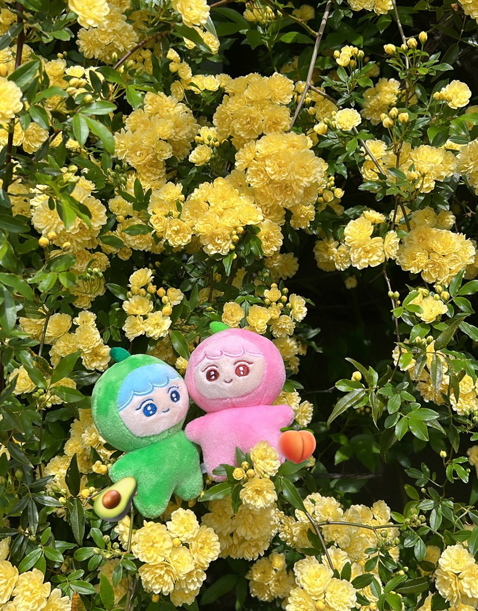 13dreamworld's tweet photo. 🥑🍑❤︎

最近カラットちゃんとおたかつできてないのでしたいです😌

早くseventeenとカラットちゃんに会いたいなぁ〜〜

25日産🏟参戦するので会える人是非会ってくださ〜い！！ https://t.co/El0lJ6xQ71
