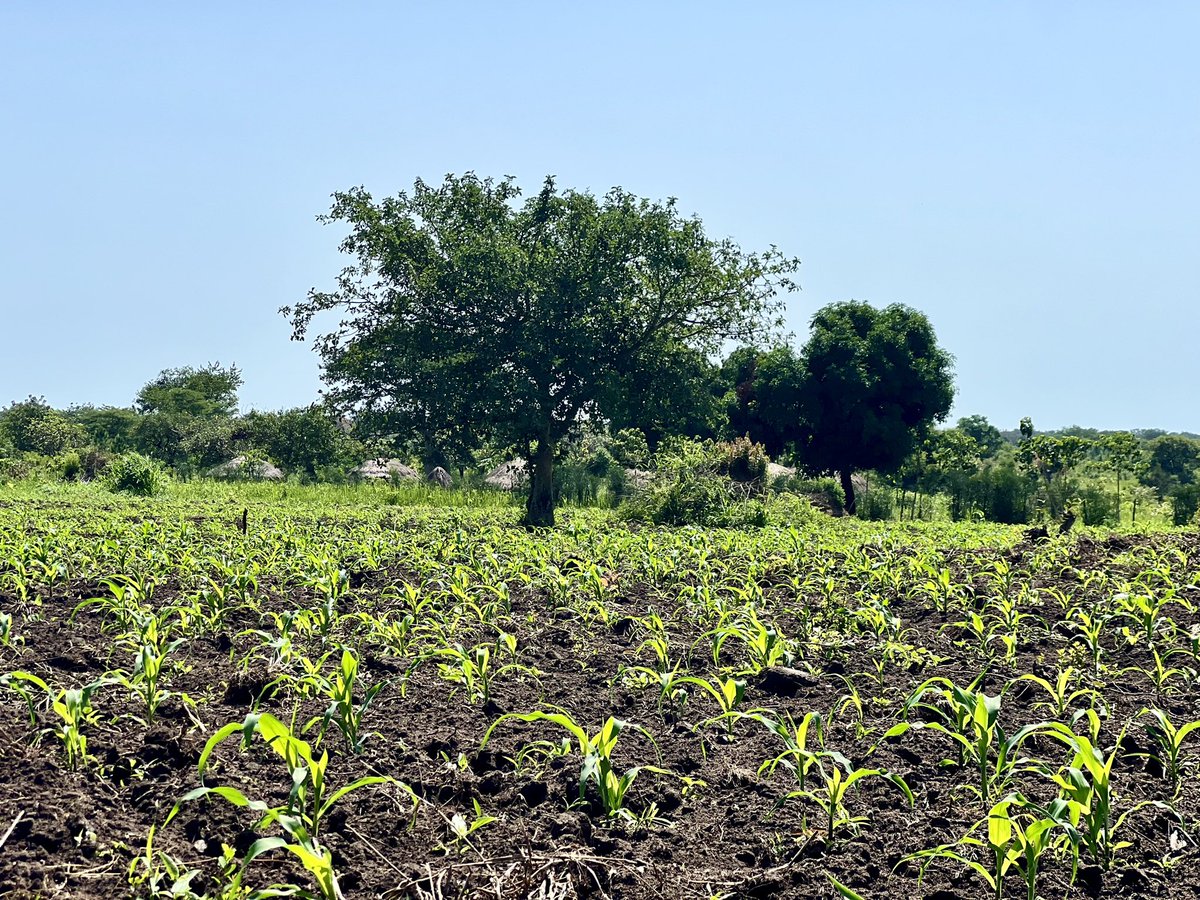 HashtagGulu's tweet photo. Attention pig farmers: Timely maize planting is crucial for ensuring a steady supply of feed for your pigs. Don't overlook the importance of timing in maximizing your farm's efficiency and productivity! 🌽🐷 #FarmTips #Agribusiness #MaizePlanting https://t.co/DZuJNyTlPa
