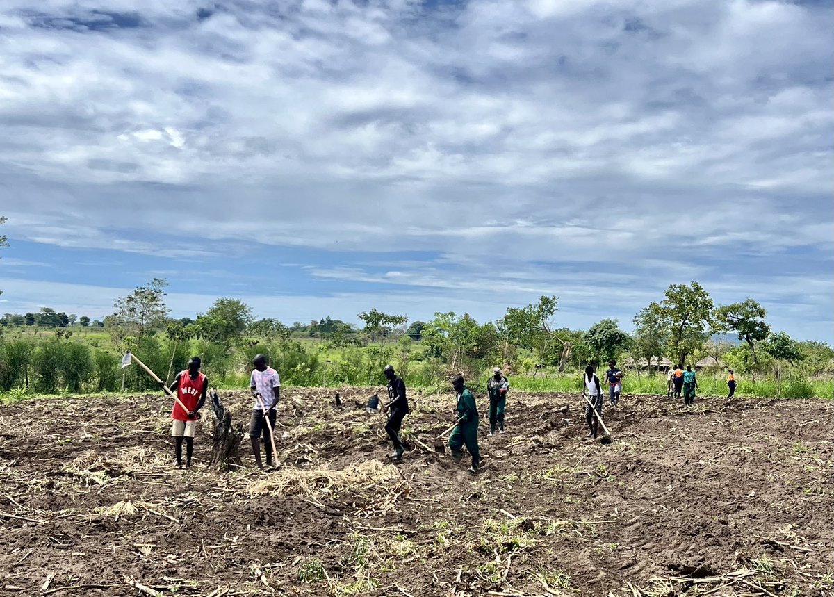 HashtagGulu's tweet photo. Attention pig farmers: Timely maize planting is crucial for ensuring a steady supply of feed for your pigs. Don't overlook the importance of timing in maximizing your farm's efficiency and productivity! 🌽🐷 #FarmTips #Agribusiness #MaizePlanting https://t.co/DZuJNyTlPa