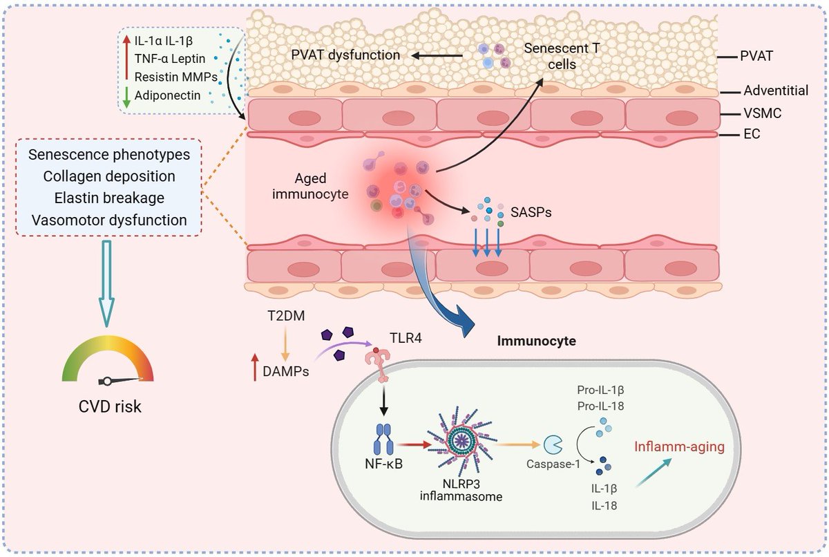 NLRP3 inflammasome-mediated premature immunosenescence drives diabetic vascular aging dependent on the induction of perivascular adipose tissue dysfunction

academic.oup.com/cardiovascres/…
