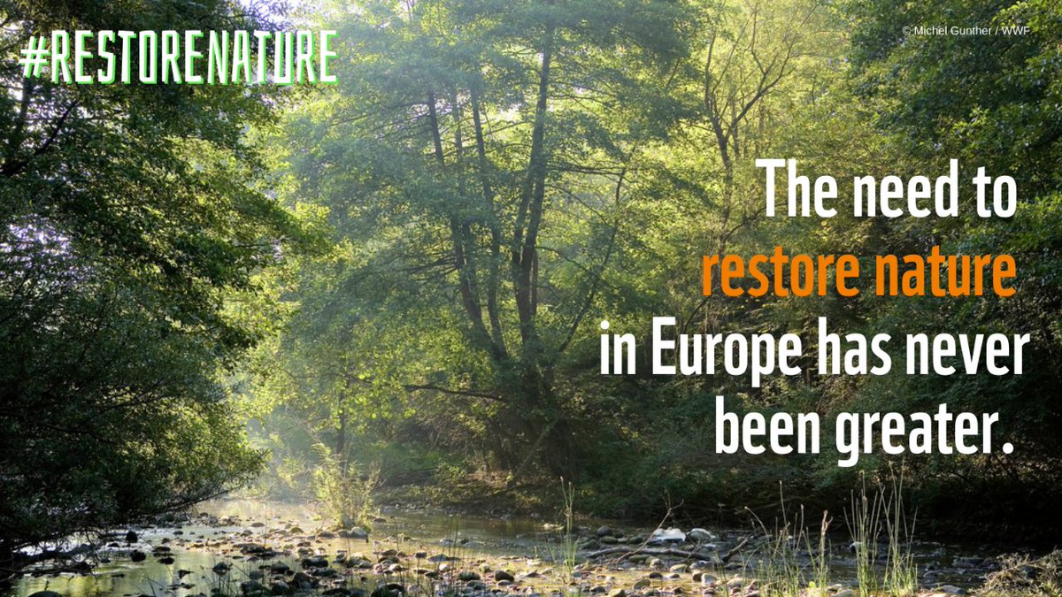 Rewilding Oder Delta tweet media