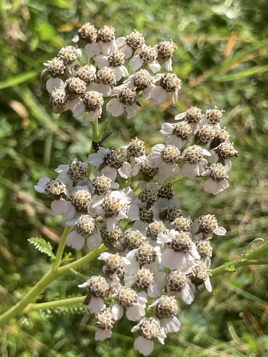 Today is #EarthDay and we want to shine a spotlight on our fantastic Lineside Conservation team. 🌸🦗 Spring is a busy time of the year, with birds, butterflies, bats, and vegetation surveys. There's also lots to see in terms of flora and fauna. What's your favourite?