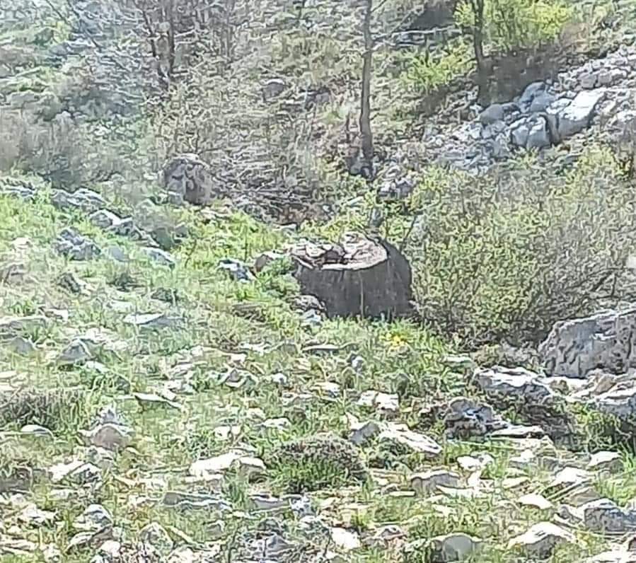 GermanosPeter's tweet photo. مجزرة بيئية جديدة في وادي الديور بجرد العاقورة وقطع شجر لذاب على إرتفاع ١٩٠٠م عمره اكثر من ٦٠٠ سنة. تعتبر غابة وادي الدبور من أهم الغابات في الشرق الأوسط على هذا الارتفاع. حتى الجيش العثماني لم يقدم على قطع هذه الاشجار إحتراما للبيئة ولجمال الغابة. #تعتير https://t.co/YrQQUgVdBD
