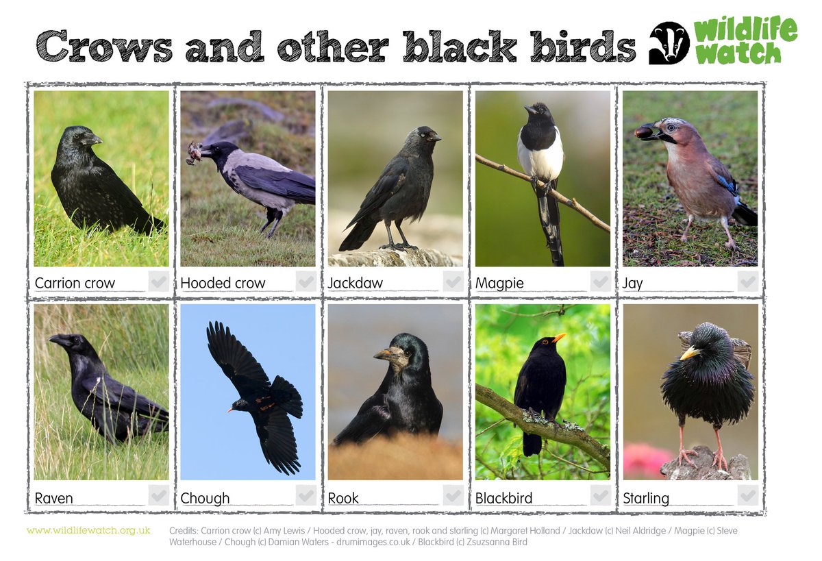 How well do you know your crows? And how about other black birds? 🤔 Let us know which you've spotted! 👇