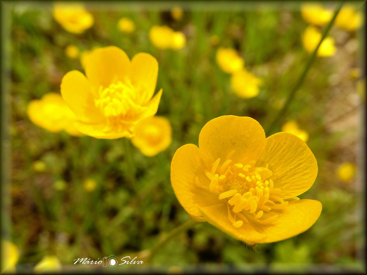 Country plant – “Ranunculus bulbosus”
.
Is a species of flowering plant in the family Ranunculaceae.
It is native to Europe, Asia and North America.
Ranunculus bulbosus is a herbaceous perennial plant that grows up to 30 cm in height.
(...)
Text & Photo: ©MárioSilva