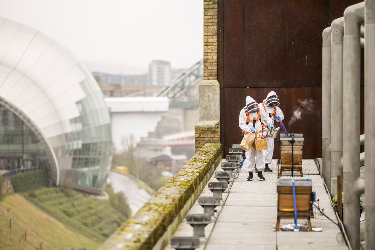 Happy #EarthDay2024 from all of us at Birds, Bees, Bikes and Trees @balticgateshead @NEYDandL @NCL_Geography @UniofNewcastle ncl.ac.uk/press/articles…