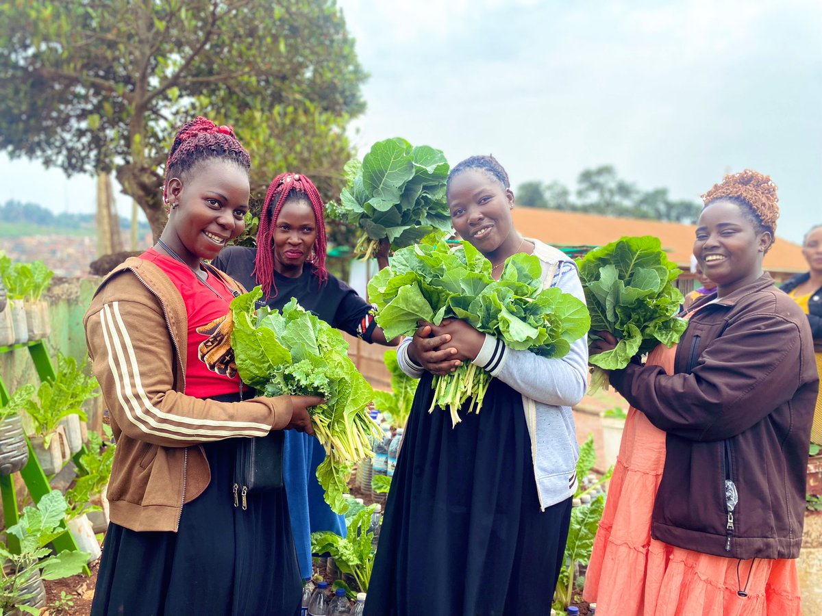 Harvesting time is here! Young women from Kunya community harvesting ‘sukumawiki’ and spinach. You too, can create your garden and get fresh, nutritious vegetables. #climateresilientfarming #climatechange #organicfarming