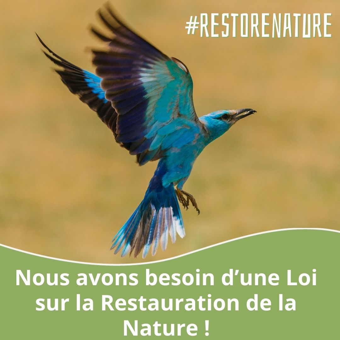 🌍 #EarthDay Il y a eu un accord sur la loi #RestaurationDeLaNature Citoyen.nes, entreprises, scientifiques réclament son adoption au plus vite.  Restaurer la nature, c'est nous protéger des pires impacts du changement climatique; @EUCouncil levez le blocage !  #RestoreNature