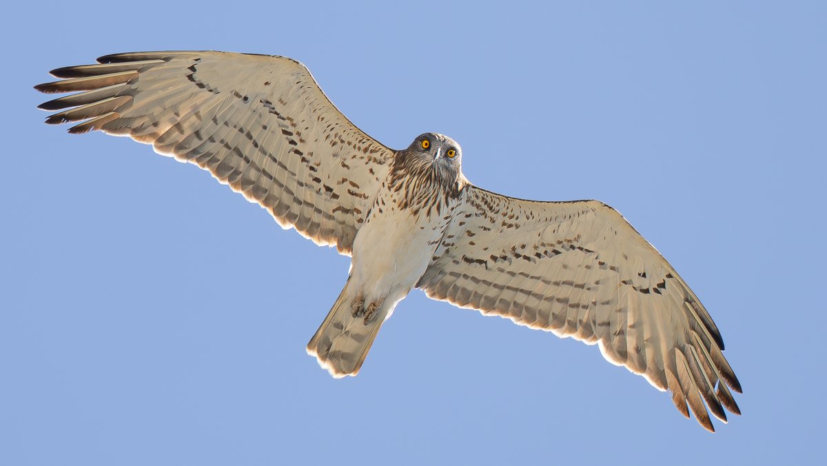 Our recently returned 'Go Slow in Andalucía in Spring' tour was a great success! The group marvelled at thousands of migrating raptors, including Short-toed Eagle, Booted Eagle, Black Kite, Egyptian Vulture and more! Tour info: tinyurl.com/4mn6c9sj Images © Simon Tonkin