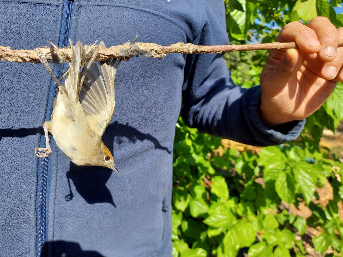 ⚠️🗞️📰 Press Release 22.04.2024 #Cyprus - Higher fines are a key factor in reducing illegal bird trapping in spring – CABS urge the government to introduce the same penalties in autumn. Read here 👉 komitee.de/de/aktuelles/p…