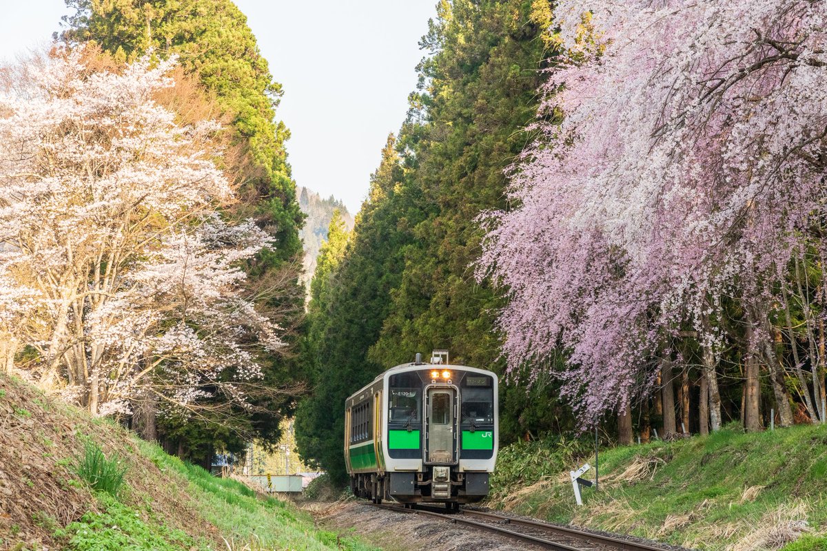 春を往く

奥会津に春の訪れを告げるしだれ桜🌸
丁度満開🌸に出会えました😊

⁡2024-4-14 423D
⁡只見線 会津柳津～郷戸

#東北リラックス
#東北が美しい
#福島撮影隊
⁡#只見線沿線風景
#会津柳津いいところ
⁡#ふくしま撮る旅
⁡#ふくつぶ
#東京カメラ部
#nikon 
#d500
⁡#私とニコンで見た世界⁡