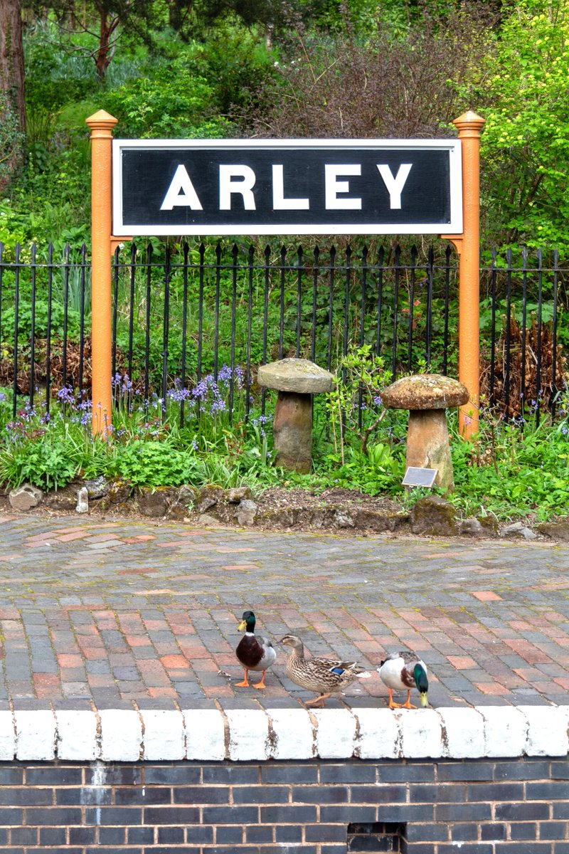 🦆🦆Ducks spotted at Arley during the Spring Steam Gala. Hope they enjoyed the last few days as much as we did. 🙂 Pic: Jason Hood