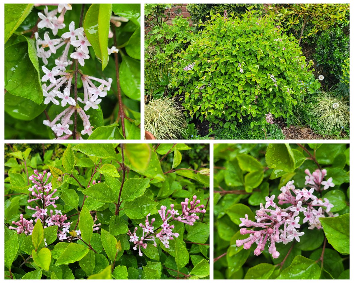 Pink is on the magenta spectrum somewhere, isn't it? I braved the wet this morning to take some photos of the wonderful Lilac 'Josée' 🌸 #MagentaMonday