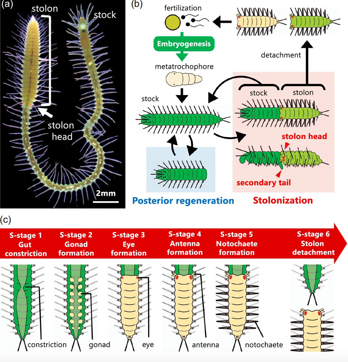 Our latest research is out: Secondary tail formation during stolonization in Japanese green syllid, Megasyllis nipponica. Here we analyze and compare stolons (reproductive units formed at post ends) with simultaneous second tail formation. doi.org/10.1111/ede.12…