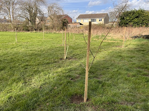 MayorRos's tweet photo. So far we have seen nearly 200,000 trees planted across Doncaster – resulting in the city being designated a #TreeCity. I’d like to thank everyone who has pulled together to help us achieve this & I am proud of the progress made so far.
#DoncasterIsGreat #Delivering4Doncaster https://t.co/3gshYbVrkZ