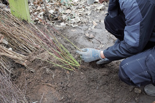 MayorRos's tweet photo. So far we have seen nearly 200,000 trees planted across Doncaster – resulting in the city being designated a #TreeCity. I’d like to thank everyone who has pulled together to help us achieve this & I am proud of the progress made so far.
#DoncasterIsGreat #Delivering4Doncaster https://t.co/3gshYbVrkZ