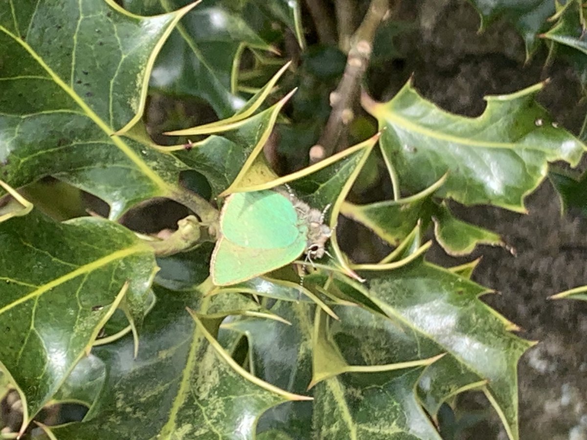 Green Hairstreak seen at Noyna Hill, Foulridge on 21 Apr 2024.