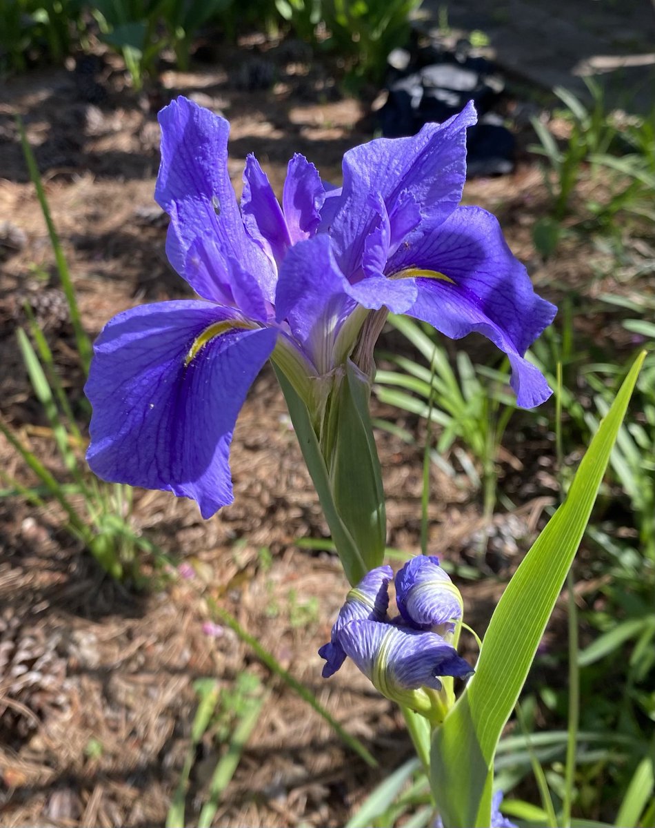It’s Iris time! What colors are in your garden? #GardeningX #Flowers #MasterGardener