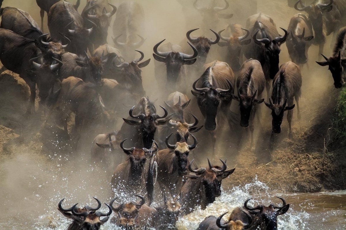 Wildebeest migration is a fascinating spectacle, but disruption of the migration routes can have major consequences, affecting even their genomic diversity. Read our new paper: nature.com/articles/s4146…… @LauraDBertola made a 🧵: x.com/LauraDBertola/… 📸 @MogensTrolle