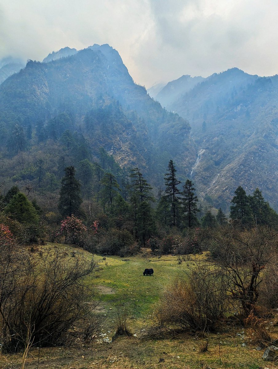 HAPPY EARTH DAY

#sBenzPic #seenonmytrek #trekking #langtang #yak #shotonpixel7pro @madebygoogle @GooglePixel_US #teamPixel #visitNepal @kandelnirmal #travelNepal #nepalNow #himalayas #nepal