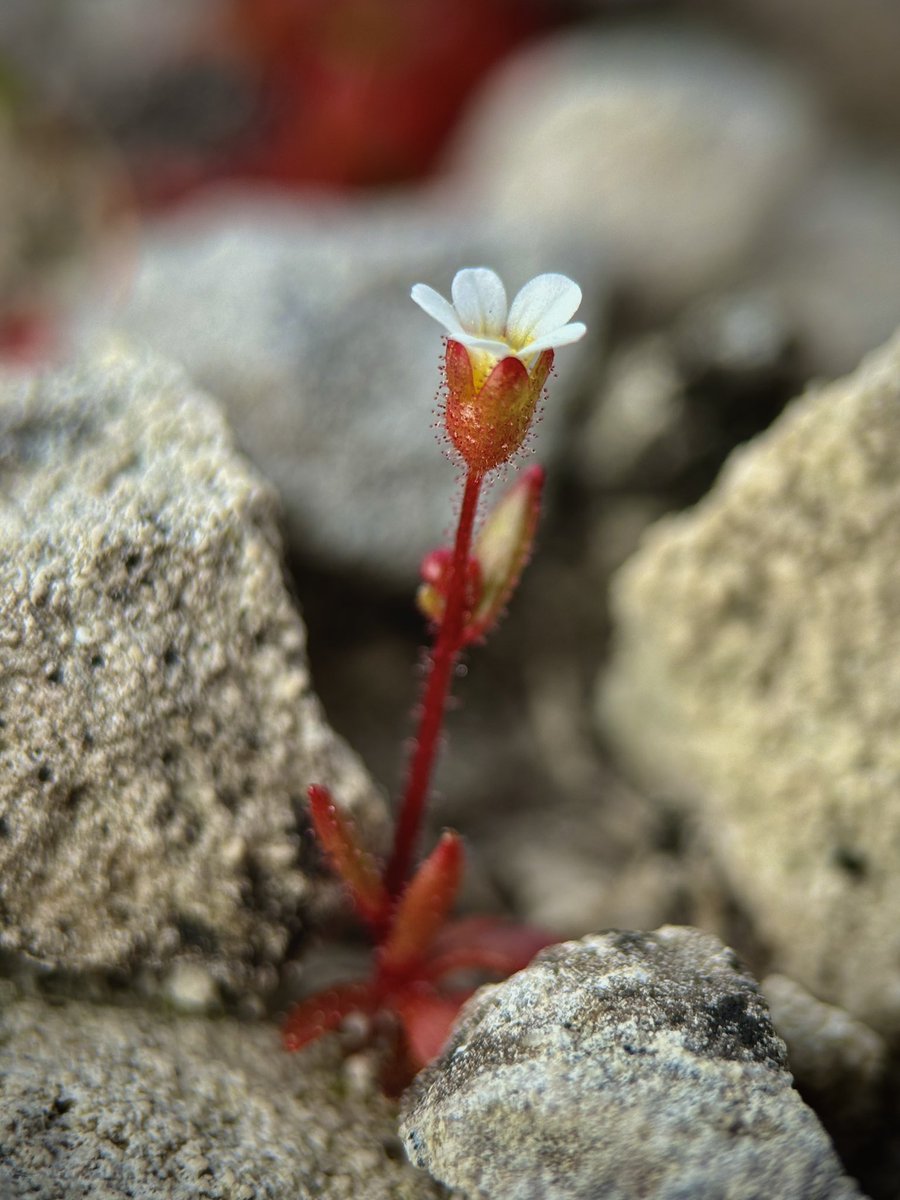 A very cute Rue-leaved Saxifrage (Saxifraga tridactylites) seen somehow growing in bare rock and managing to produce a single flower - on Portland last week 🤍 @BSBIbotany @wildflower_hour