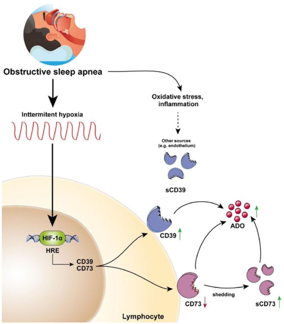 🧐 Did you know that deregulation in the CD39/CD73 axis could trigger an increase in the immunosuppressive agent adenosine in patients with OSA? 👉 Discover more in this original article: n9.cl/6evmn #ArchivosdeBronconeumología