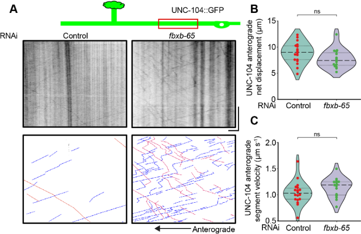 J_Cell_Sci's tweet photo. Vidur Sabharwal @vidur_sa1, Sandhya Koushika @WormlockHolmes @TIFRScience and colleagues find that FBXB-65 regulates anterograde transport of the kinesin-3 motor UNC-104 through a PTM in a region next to the cargo binding PH domain.
https://t.co/gqN5I32uXg https://t.co/QeFXnaktoe