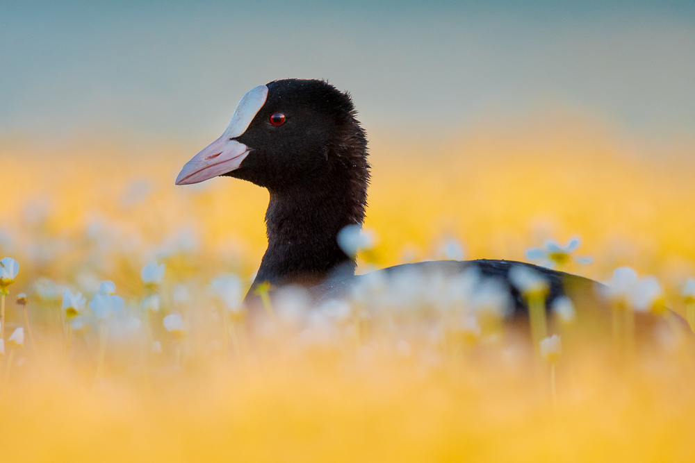 Focha común
#Extremadura

📸 Birding in Extremadura

#FulicaLatra
#EurasianCoot