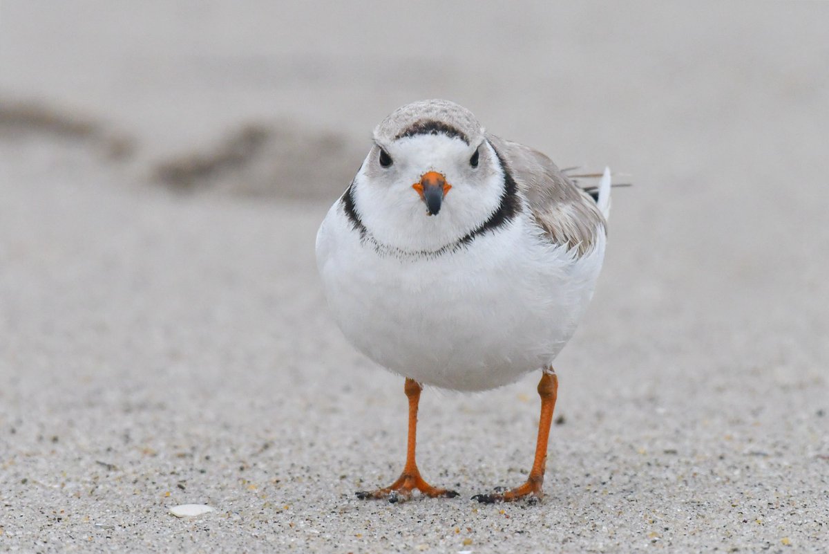 It’s Earth Day. Did you know that more than 1 million species are barreling towards extinction & most North American shorebird species are in decline, with many losing more than 50% of their population over the last three decades?