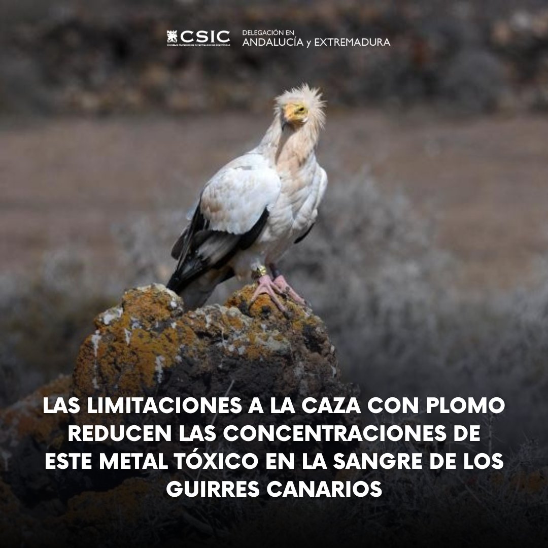 El guirre canario estuvo al borde de la extinción a finales del siglo XX, cuando se detectó que el plomo afectaba a su supervivencia El trabajo ha sido posible gracias al seguimiento que desde 1998 realiza la @ebdonana junto a las autoridades canarias t.ly/uZQ87