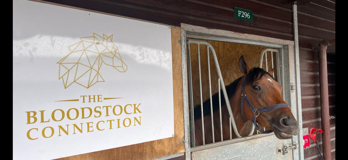 Stables in Barn F, we are ready to show from 12pm! @GoffsUK @BrzUps