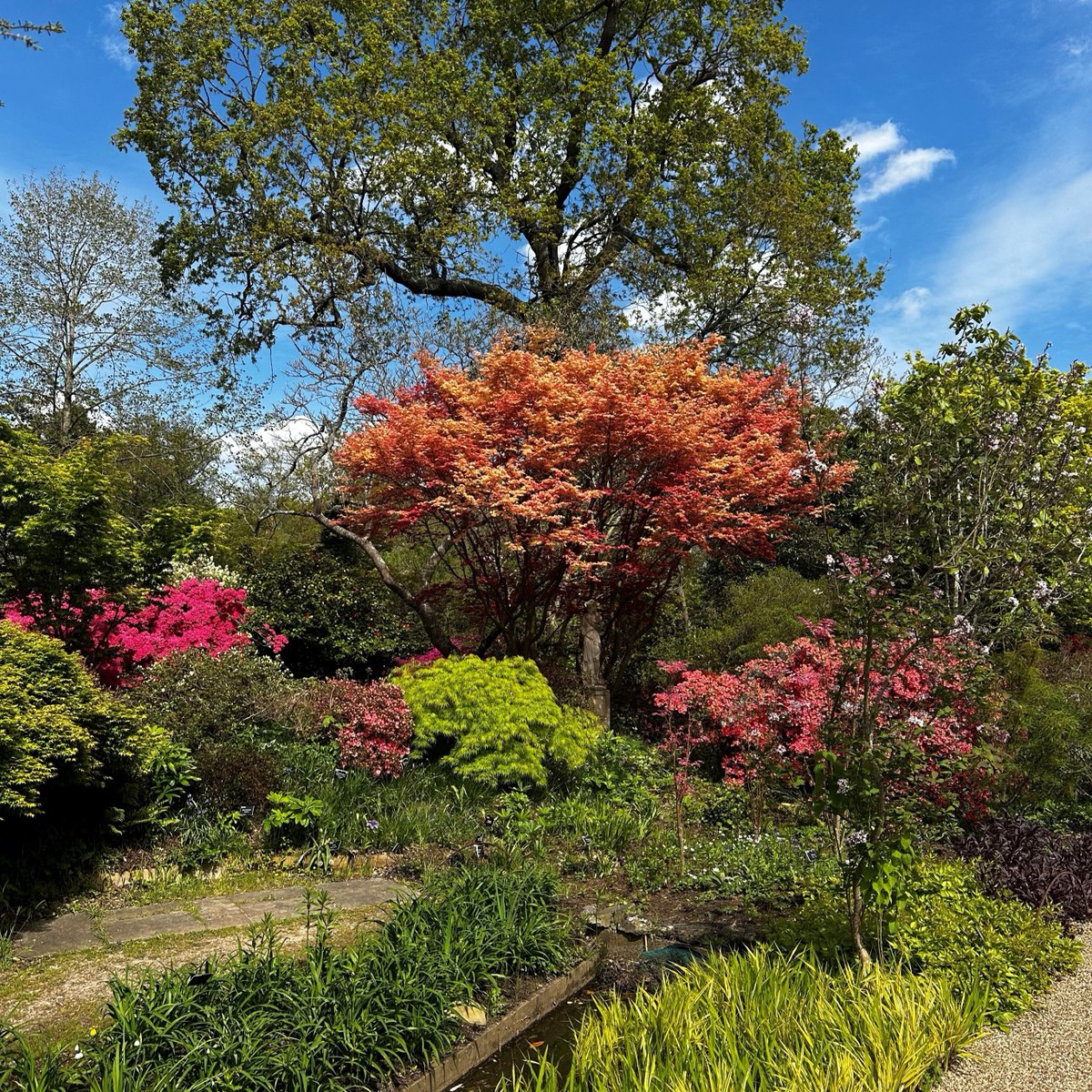 An incredible array of colours on display at the edge of Oakwood! Explore this area of the garden to find lots of spring highlights. Plan your visit at rhs.org.uk/wisley