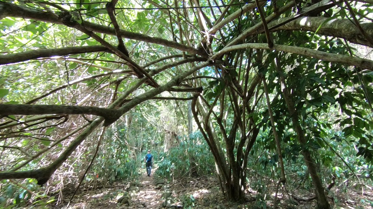 'One touch of nature makes all the world kin'-John Muir -This week let's celebrate nature with #Top4Theme #Top4Forests -Share pics-tag @intheolivegrov1 @obligatraveler @OdetteDunn @pipeaway_travel Alaska Costa Rica Hawaii St. Eustatius