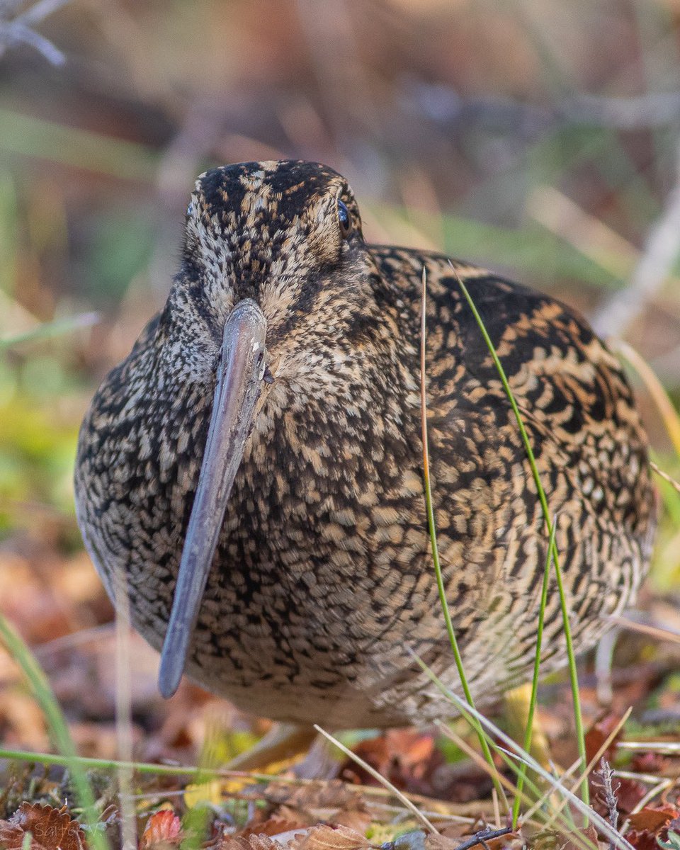 Atentos a las observaciones otoñales de esta misteriosa ave patagónica 🍂

Becacina Grande,
Fuegian Snipe
(Gallinago stricklandii)

📍 Reserva Nacional Laguna Parrillar, Magallanes.
Otoño de 2023.
📸 S. Saiter V.

instagram.com/fuegiansnipe

#FuegianSnipe
#Becacinagrande
