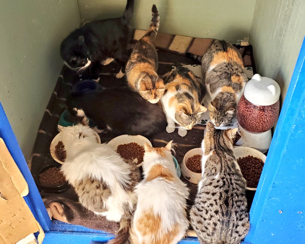 ARTCATS🐈‍⬛❤️🐈 tweet media