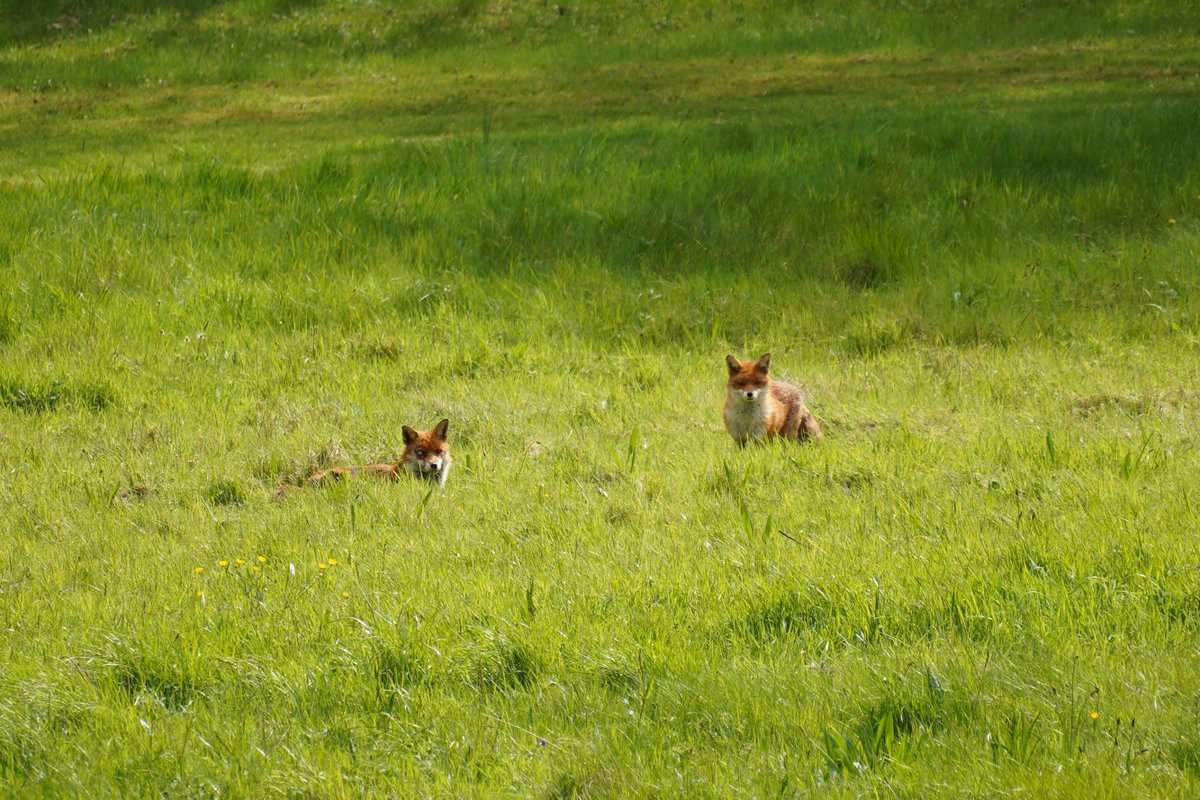 This #EarthDay, we're celebrating all creatures great and small that share our planet! These foxy fellows might be a rare sight, but they call our #schoolgrounds home! Here they are enjoying the meadow over the Easter holidays. #ProtectOurPlanet #FHillResponsible #FHillCommunity