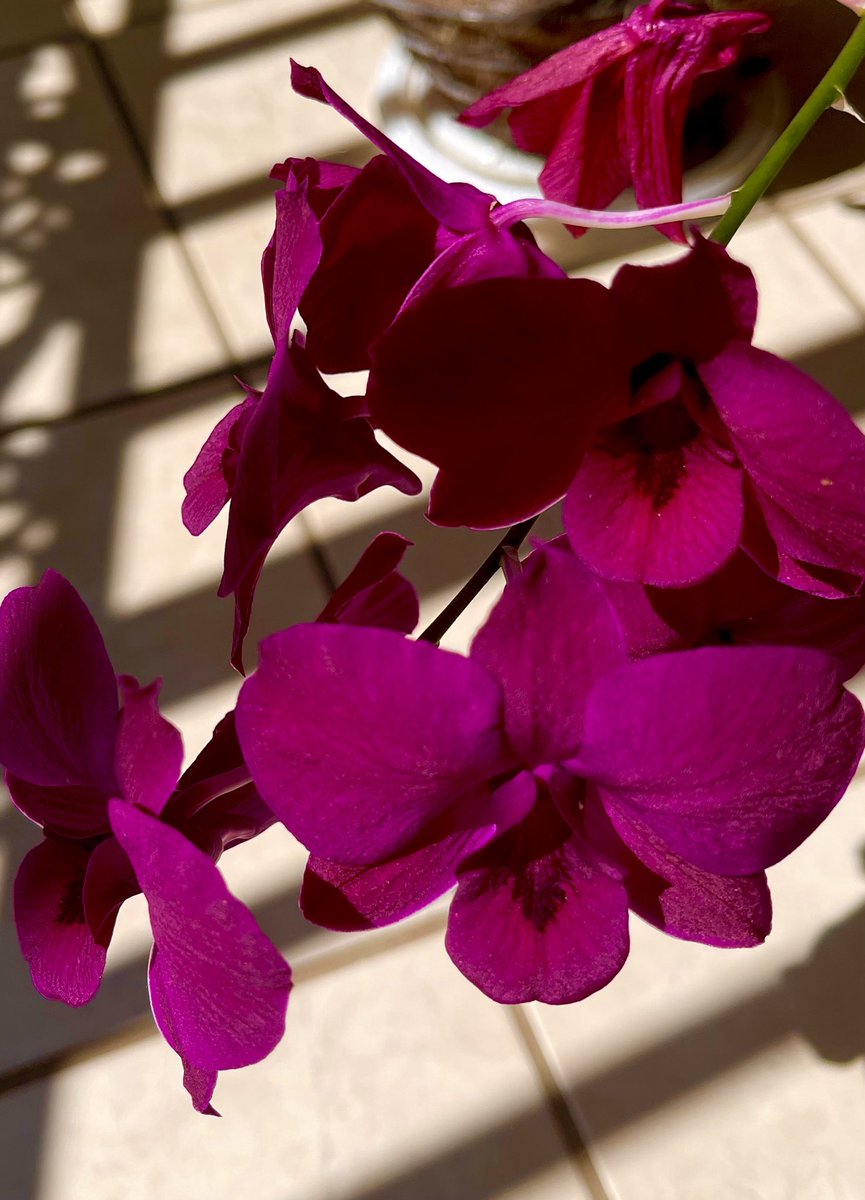 My magenta orchid today. #flowers #mymorning🏃‍♀️‍➡️ #newday #happytime #goodday