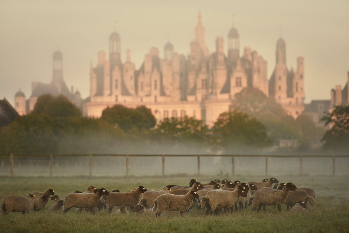 domainechambord tweet picture