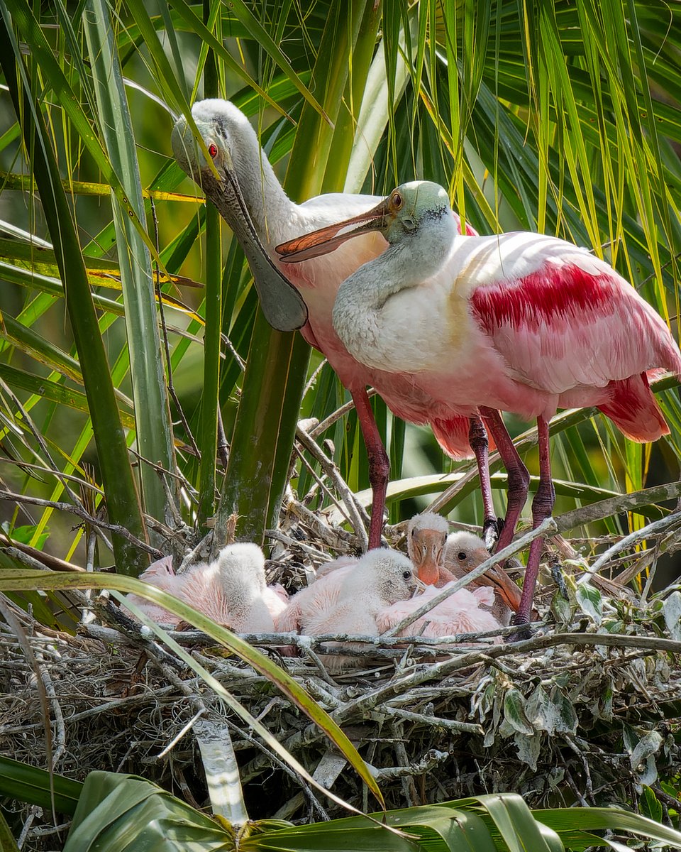 Four spoonbill chicks make a full nest, so it's standing room only for mom and dad...
#photography #NaturePhotography #wildlifephotography #thelittlethings