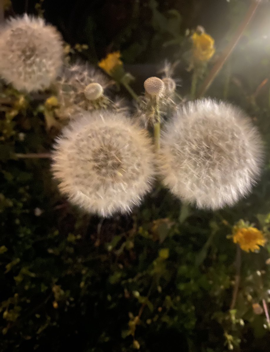 Now the dandelions have gone to seed.