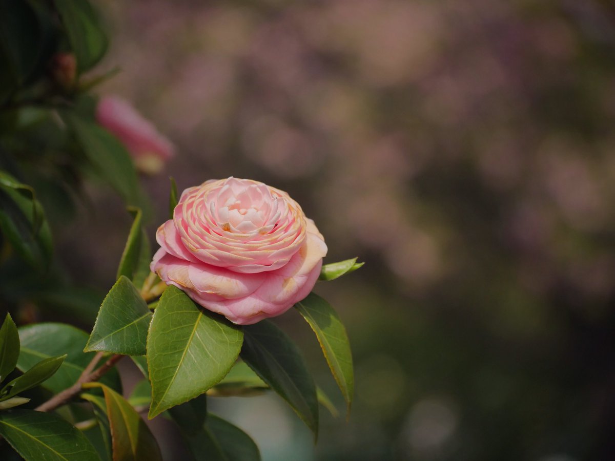 亀戸中央公園🌸
#八重桜
#花好きな人と繋がりたい 
#flowerphotography 
#photography 
#lumix